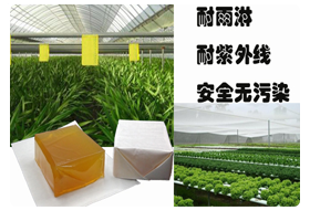 如何成功抵御蟲蠅？選正邦粘蟲蠅熱熔膠